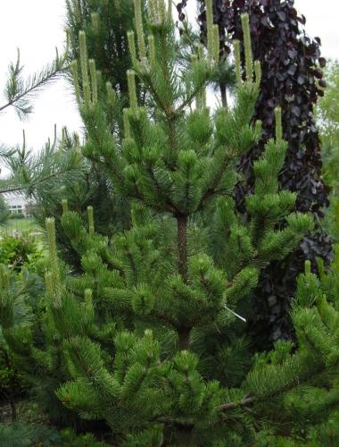 Outdoor evergreen tree