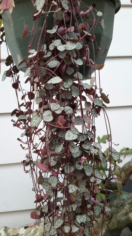 Trailing shade plants hanging baskets