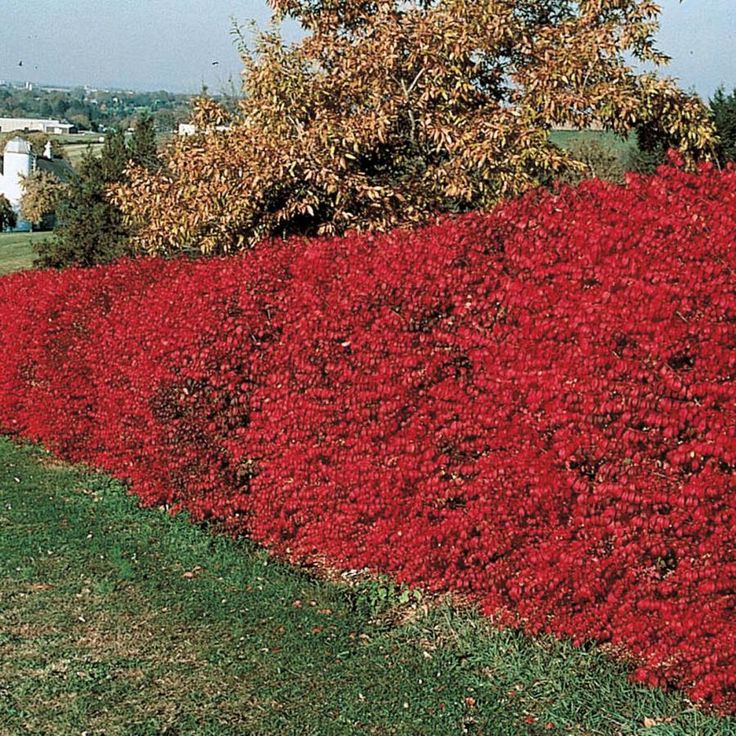 Red hedging plants