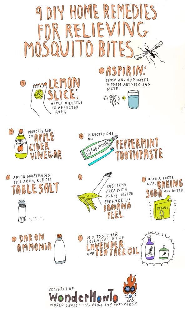 Gnat killer home remedy