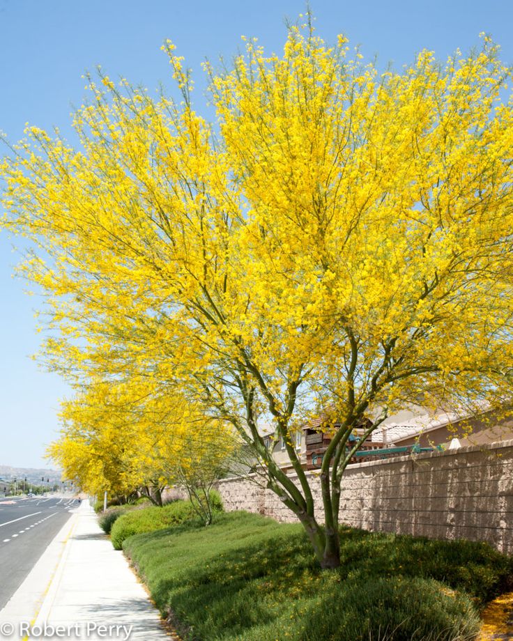 Fastest growing flowering trees