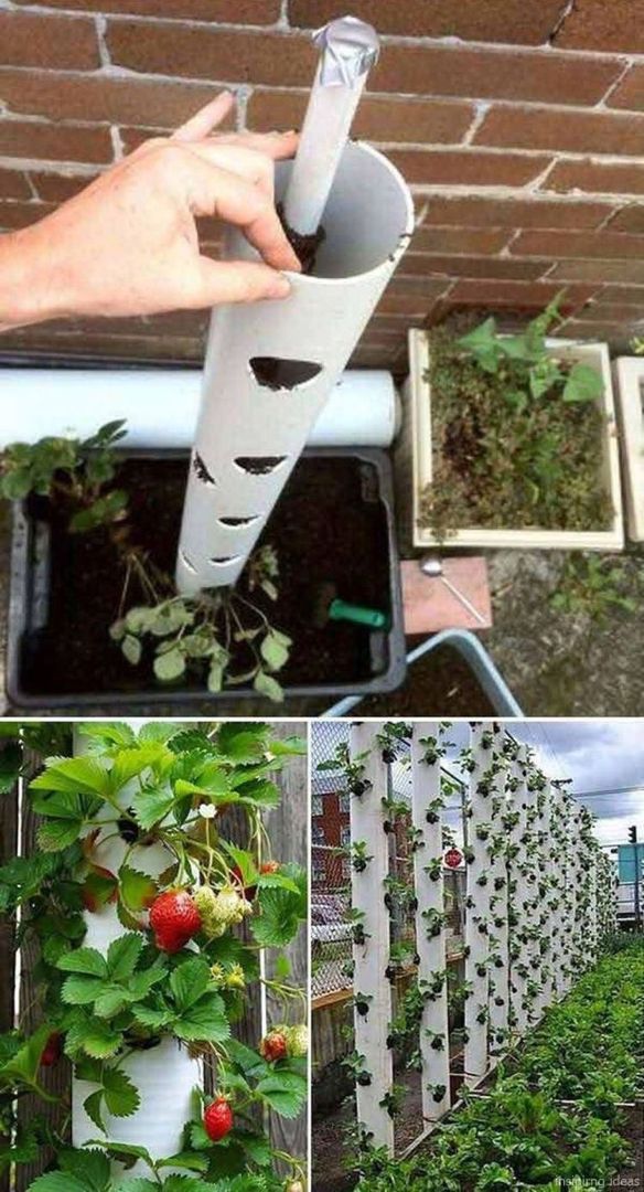 Homemade vegetable garden