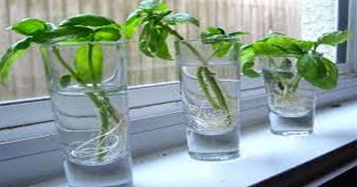 How to grow cilantro indoors in water