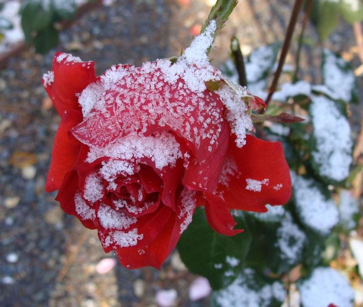 Cutting roses in winter