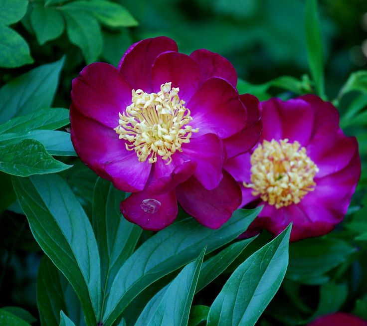 Why are my peonies not blooming