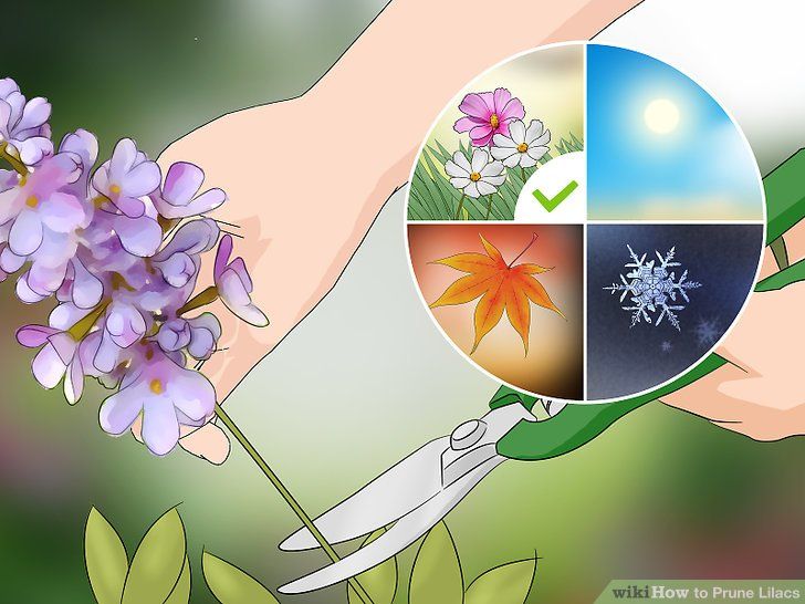 When to cut lilac flowers