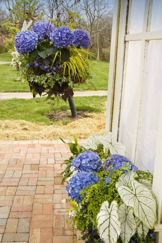 When should i plant hydrangeas