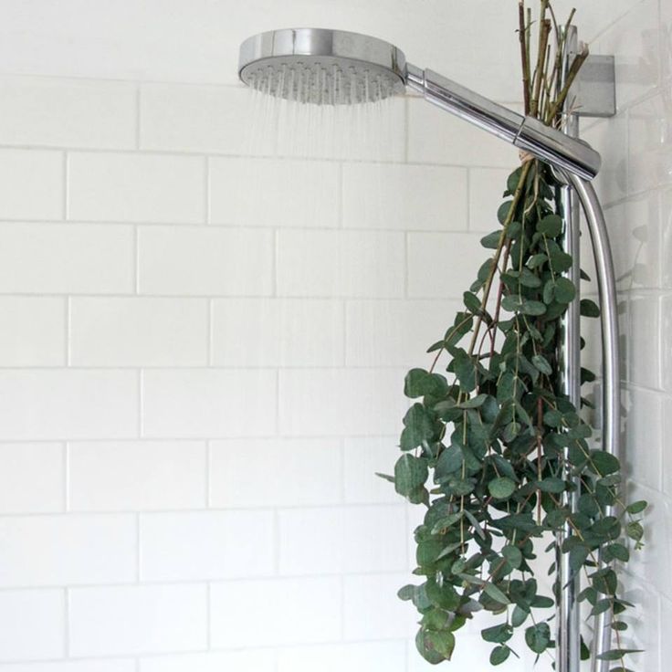 Eucalyptus in bathroom