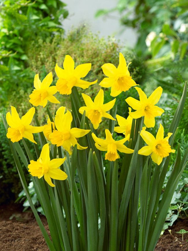 How deep do you plant daffodils bulbs