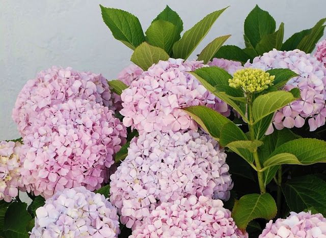 Hydrangea garden bed