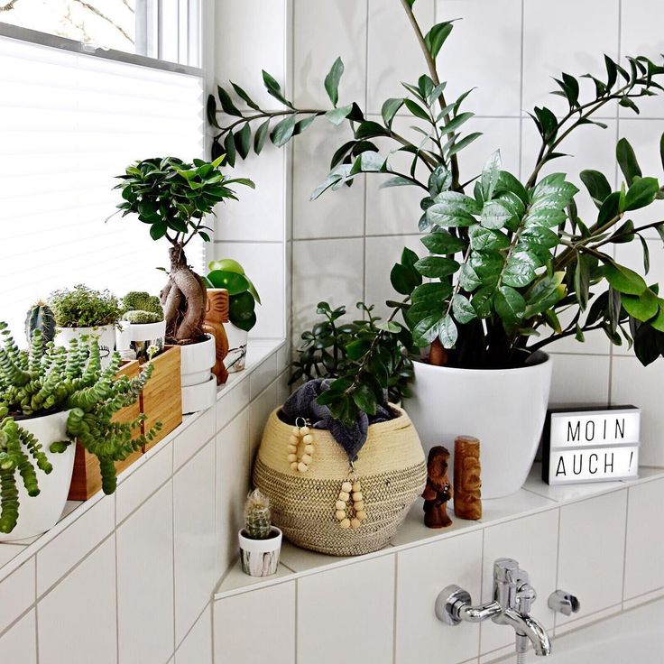 Bathroom plants no window