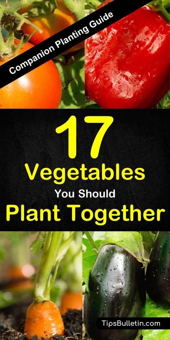 Companion vegetables for tomatoes