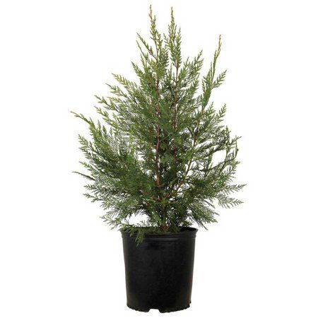 Fast growing evergreen screening plants