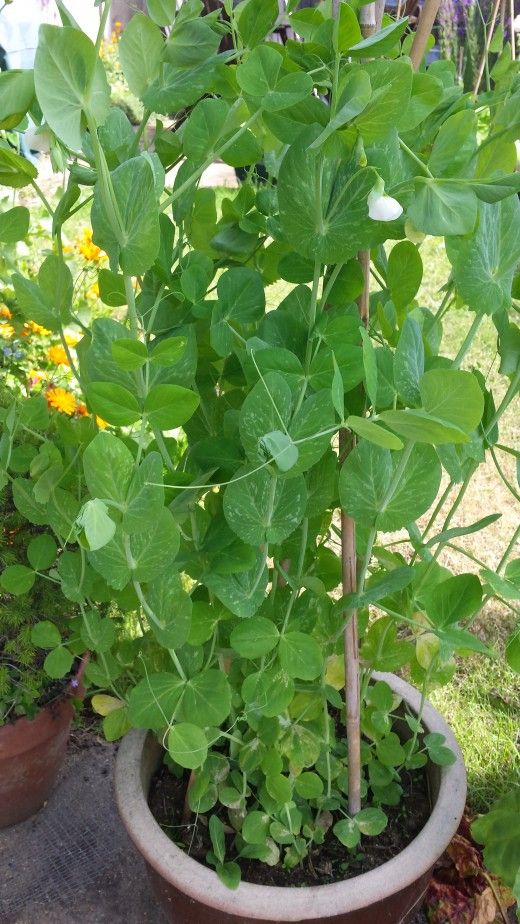 Plant peas in pots