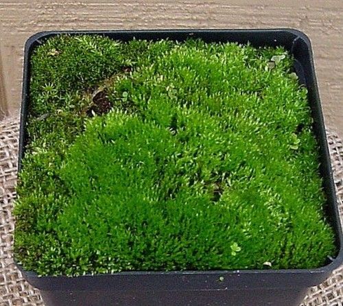 How to have a moss lawn