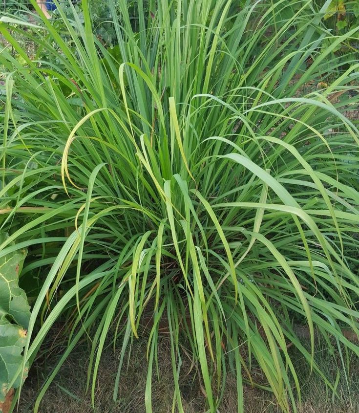 Plant lemon grass seeds