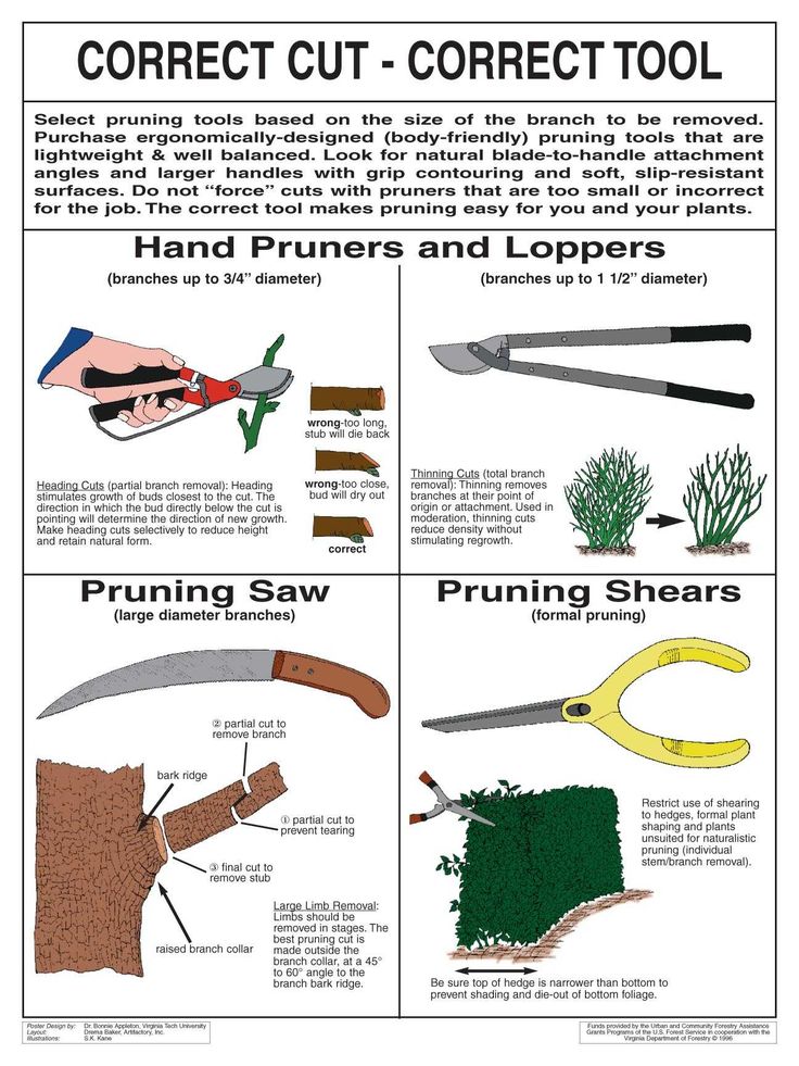 Pruning and transplanting azaleas