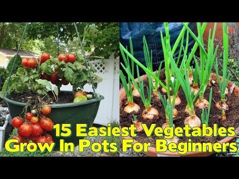 The easiest vegetables to grow