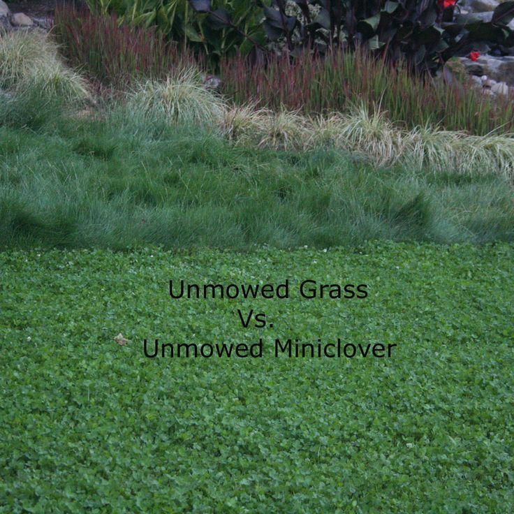 How to remove clover from a lawn