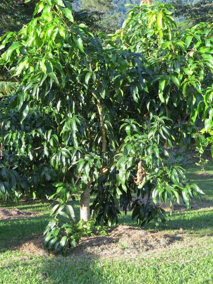 Mango tree planting from seed