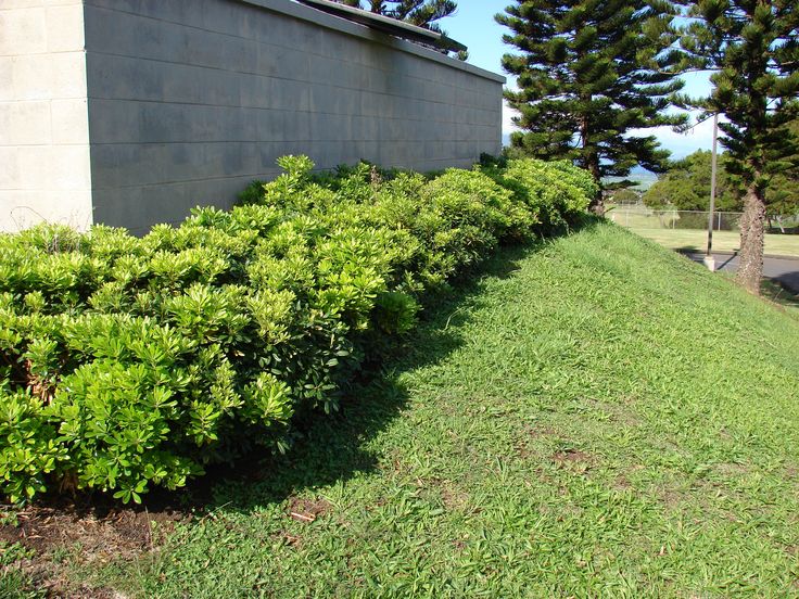 Fast growing shrubs for hedging