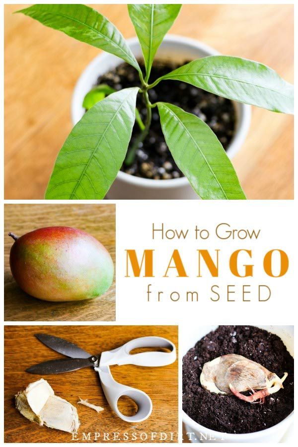 How to plant mangoes