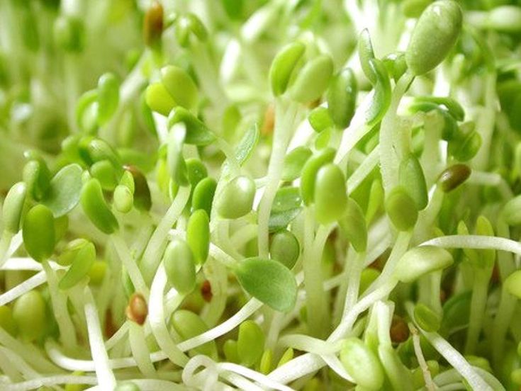 Alfalfa sprouts how to grow