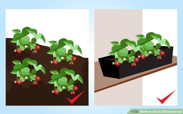 Season to plant strawberries