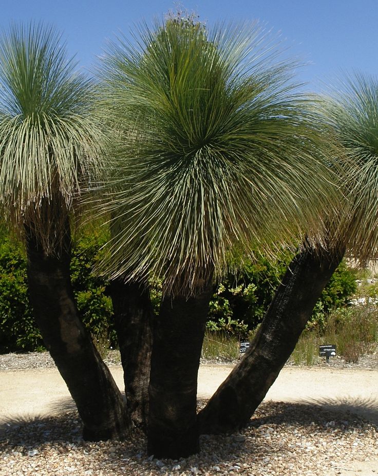 Trees in pots australia