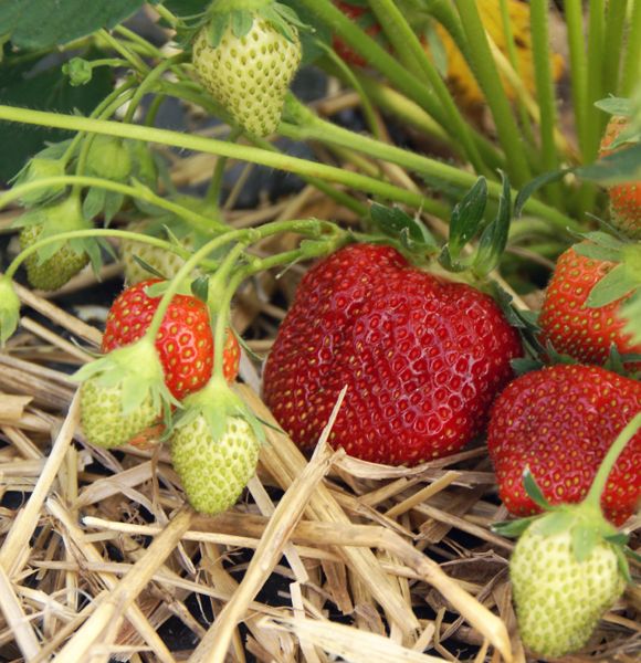 What to do with strawberry plants in winter