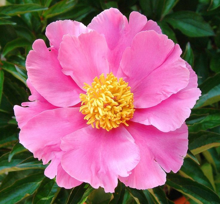 Full grown peony plant