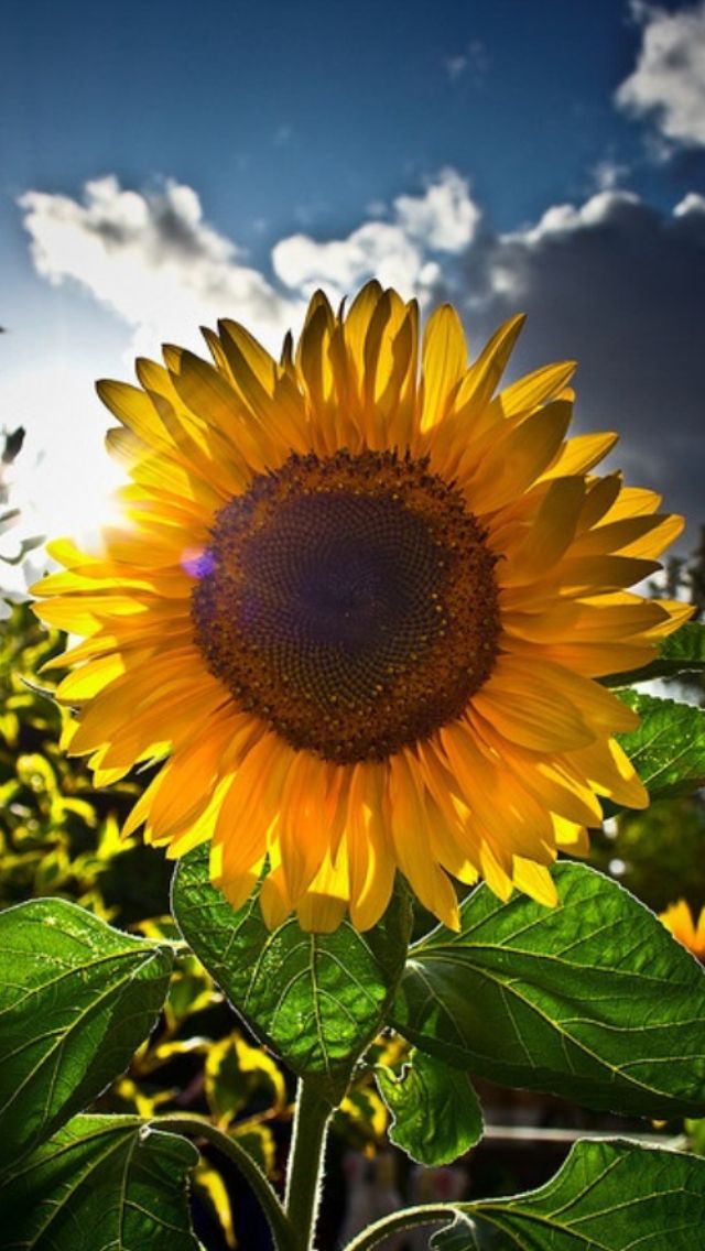 Best time to plant sunflowers