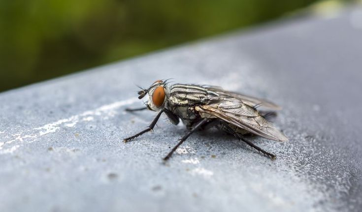 How do flies get into house