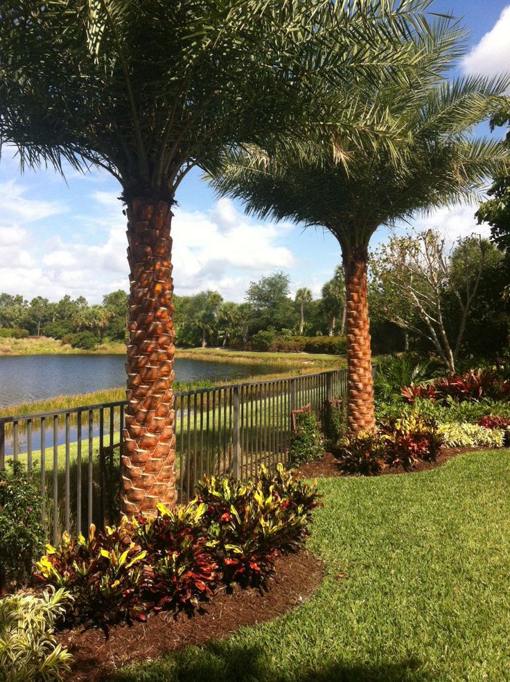 Backyard palm tree