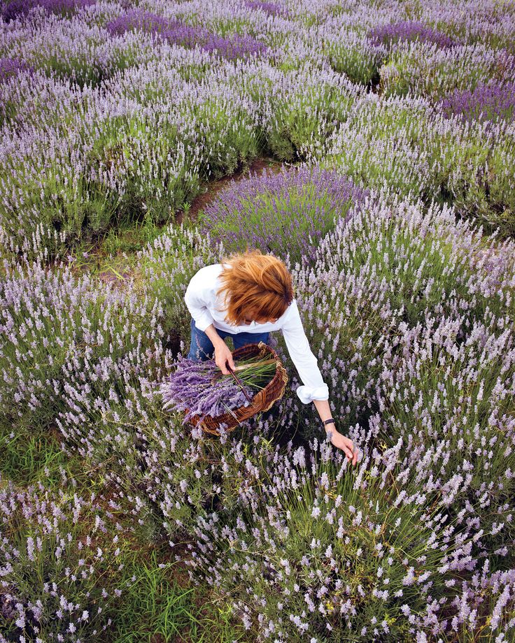 Where to cut lavender