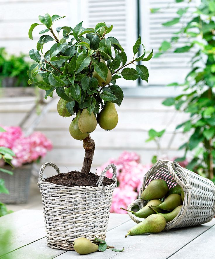 Fruit from a tree