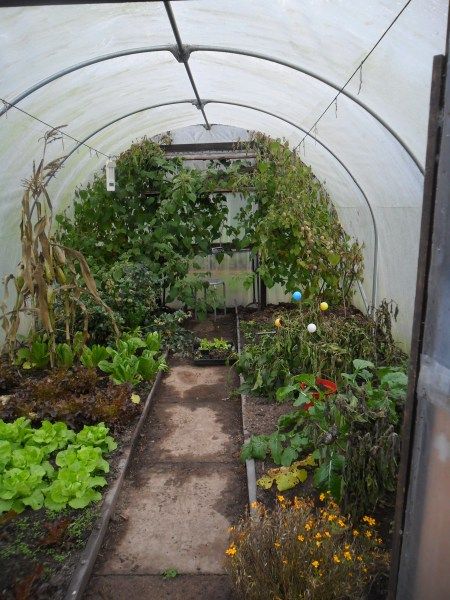 Growing vegetables in a green house