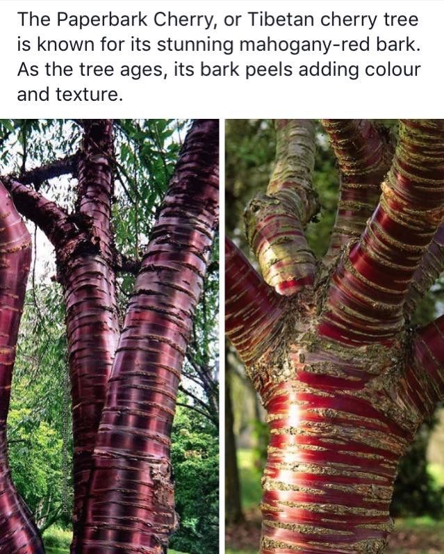 Tree with white bark that peels