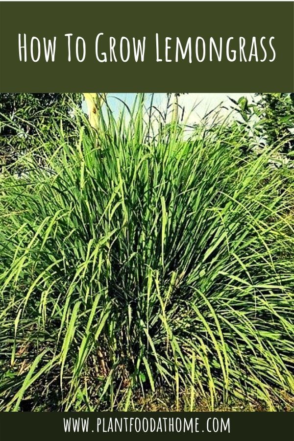 How do you plant lemon grass