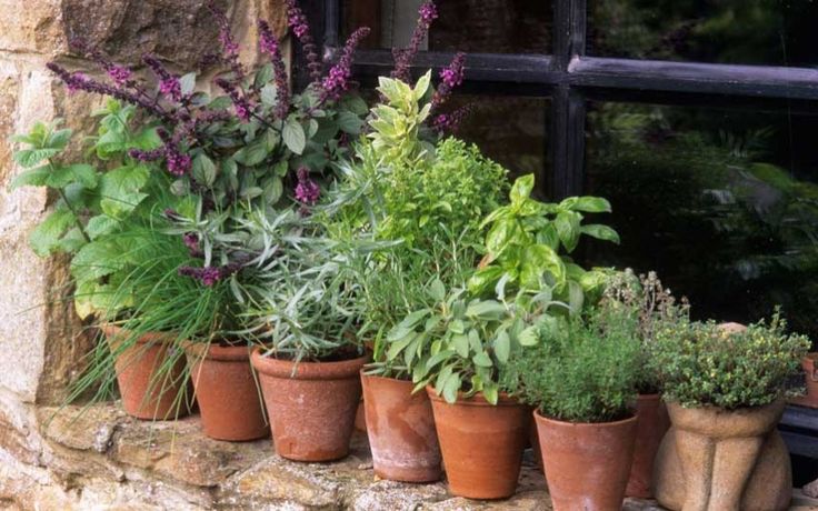 Growing bronze fennel in pots