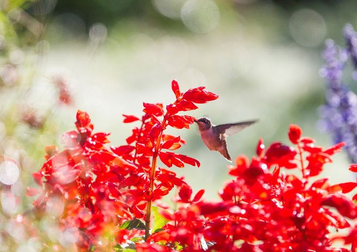 Flowering plants that attract hummingbirds