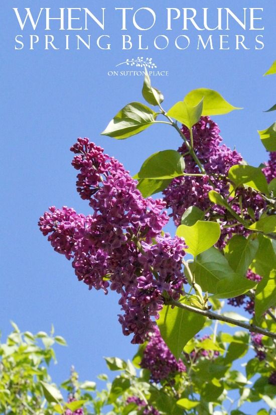 When is the best time to prune lilacs