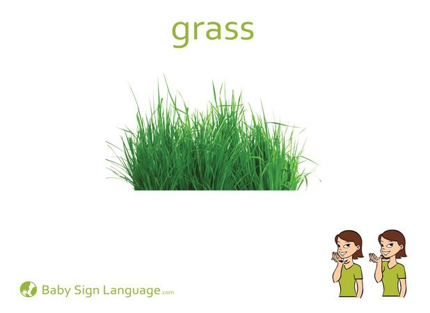 When to plant grass in spring