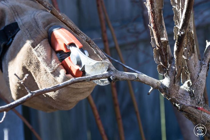 Should you prune blueberry bushes