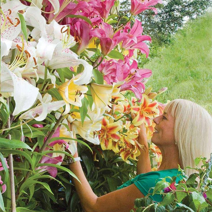 Bulb flowers that bloom in summer