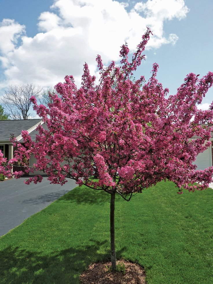 Flowering tree for front yard