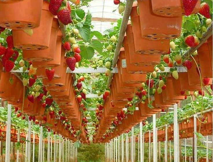 Strawberry plants winter