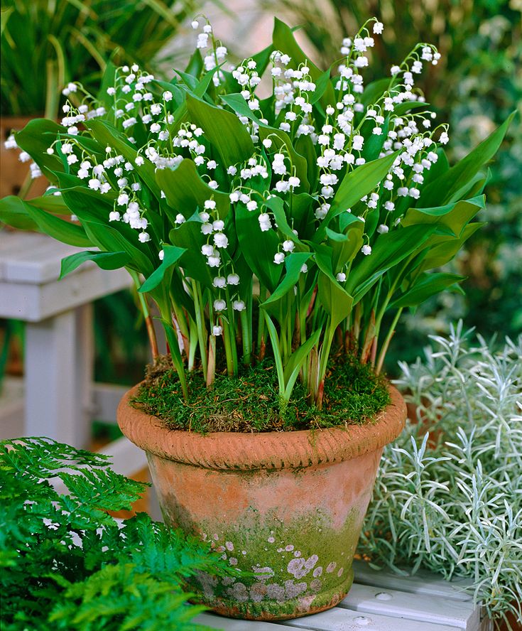 Flowers to plant in may