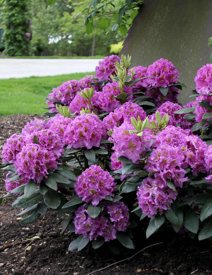 Rhododendron bush pruning