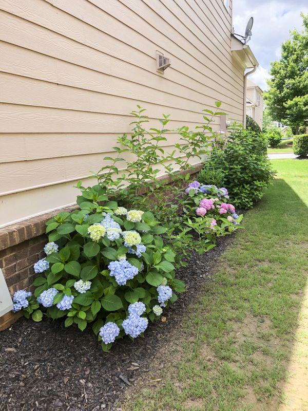 Growing conditions for hydrangeas